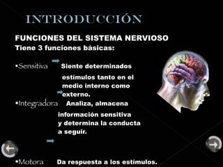 FUNCIONES DEL SISTEMA NERVIOSO Tiene 3 funciones básicas: • Sensitiva  Siente determinados   estímulos tanto en el    medio interno como    externo. • Integradora  Analiza, almacena  información sensitiva  y determina la conducta a seguir. • Motora  Da respuesta a los estímulos. 