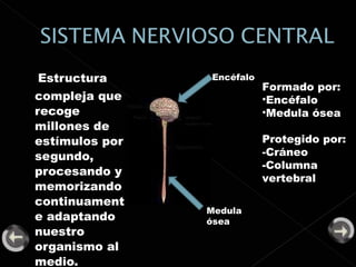 Estructura compleja que recoge millones de estímulos por segundo, procesando y memorizando continuamente adaptando nuestro organismo al medio. Formado por: Encéfalo Medula ósea  Protegido por: -Cráneo  -Columna vertebral Encéfalo Medula ósea 