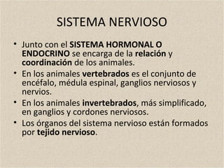 SISTEMA NERVIOSO
• Junto con el SISTEMA HORMONAL O
ENDOCRINO se encarga de la relación y
coordinación de los animales.
• En los animales vertebrados es el conjunto de
encéfalo, médula espinal, ganglios nerviosos y
nervios.
• En los animales invertebrados, más simplificado,
en ganglios y cordones nerviosos.
• Los órganos del sistema nervioso están formados
por tejido nervioso.
 