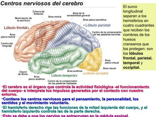 El cerebro es el órgano que controla la actividad fisiológica -el funcionamiento del cuerpo- e interpreta los impulsos generados por el contacto con nuestro entorno.   Contiene los centros nerviosos para el pensamiento, la personalidad, los sentidos y el movimiento voluntario. El hemisferio derecho rige las funciones de la mitad izquierda del cuerpo, y el hemisferio izquierdo controla las de la parte derecha.   Esto se debe a que los nervios se entrecruzan en la médula espinal. El surco longitudinal separan a los hemisferios en cuatro cuadrantes que reciben los nombres de los huesos craneanos que los protegen: son los  lóbulos frontal, parietal, temporal  y  occipital. 