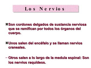 Los Nervios Son cordones delgados de sustancia nerviosa que se ramifican por todos los órganos del cuerpo.  Unos salen del encéfalo y se llaman nervios craneales.  Otros salen a lo largo de la medula espinal: Son los nervios raquídeos.   