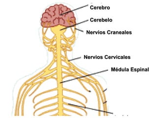 Cerebro Cerebelo Nervios Craneales Nervios Cervicales Médula Espinal Nervio Radial Nervio Mediano 