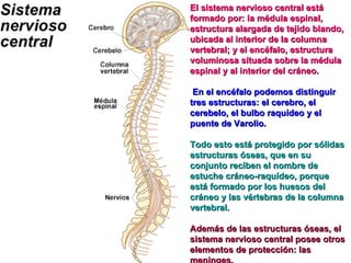 El sistema nervioso central está formado por: la médula espinal, estructura alargada de tejido blando, ubicada al interior de la columna vertebral; y el encéfalo, estructura voluminosa situada sobre la médula espinal y al interior del cráneo. En el encéfalo podemos distinguir tres estructuras: el cerebro, el cerebelo, el bulbo raquídeo y el puente de Varolio. Todo esto está protegido por sólidas estructuras óseas, que en su conjunto reciben el nombre de estuche cráneo-raquídeo, porque está formado por los huesos del cráneo y las vértebras de la columna vertebral. Además de las estructuras óseas, el sistema nervioso central posee otros elementos de protección: las meninges. 