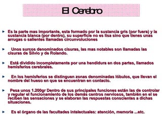 El Cerebro Es la parte mas importante, esta formado por la sustancia gris (por fuera) y la sustancia blanca (por dentro), su superficie no es lisa sino que tienes unas arrugas o salientes llamadas circunvoluciones Unos surcos denominados cisuras, las mas notables son llamadas las cisuras de Silvio y de Rolando.  Está dividido incompletamente por una hendidura en dos partes, llamados hemisferios cerebrales. En los hemisferios se distinguen zonas denominadas lóbulos, que llevan el nombre del hueso en que se encuentran en contacto. Pesa unos 1.200gr Dentro de sus principales funciones están las de controlar y regular el funcionamiento de los demás centros nerviosos, también en el se reciben las sensaciones y se elaboran las respuestas conscientes a dichas situaciones.  Es el órgano de las facultades intelectuales: atención, memoria ...etc.  