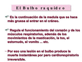 El Bulbo raquídeo Es la continuación de la medula que se hace más gruesa al entrar en el cráneo.  Regula el funcionamiento del corazón y de los músculos respiratorios, además de los movimientos de la masticación, la tos, el estornudo, el vomito ... etc.  Por eso una lesión en el bulbo produce la muerte instantánea por paro cardiorespiratorio irreversible.   