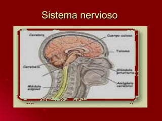 Sistema nervioso  