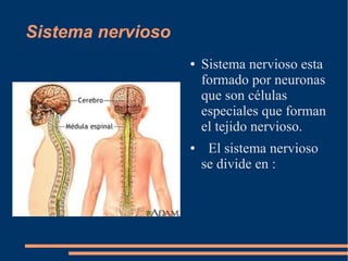 Sistema nervioso
● Sistema nervioso esta
formado por neuronas
que son células
especiales que forman
el tejido nervioso.
● El sistema nervioso
se divide en :
 