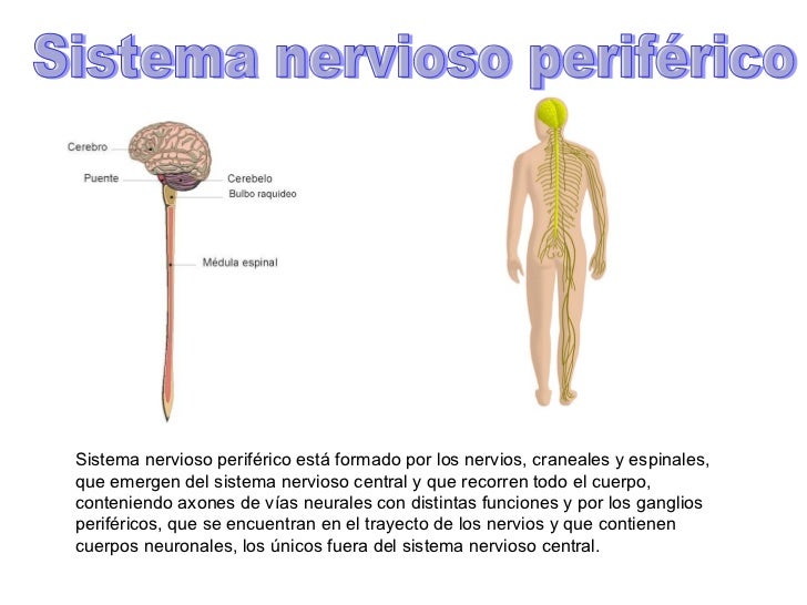 Sistema nervioso