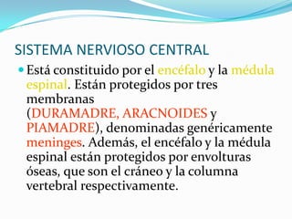 SISTEMA NERVIOSO CENTRALEstá constituido por el encéfalo y la médula espinal. Están protegidos por tres membranas (DURAMADRE, ARACNOIDES y PIAMADRE), denominadas genéricamente meninges. Además, el encéfalo y la médula espinal están protegidos por envolturas óseas, que son el cráneo y la columna vertebral respectivamente.
