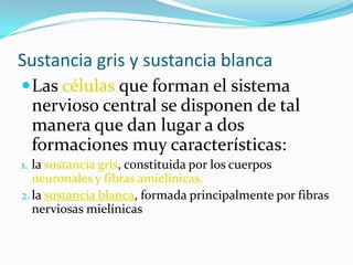 Sustancia gris y sustancia blancaLas células que forman el sistema nervioso central se disponen de tal manera que dan lugar a dos formaciones muy características: la sustancia gris, constituida por los cuerpos neuronales y fibras amielínicas,la sustancia blanca, formada principalmente por fibras nerviosas mielínicas