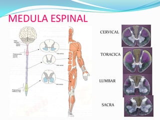 MEDULA ESPINALCERVICALTORACICALUMBARSACRA
