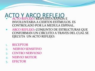 ACTO Y ARCO REFLEJOACTO REFLEJO: RESPUESTA RÁPIDA E INVOLUNTARIA A CIERTOS ESTÍMULOS. ES CONTROLADO POR LA MEDULA ESPINAL.ARCO REFLEJO: CONJUNTO DE ESTRUCTURAS QUE CONFORMAN UN CIRCUITO A TRAVES DEL CUAL SE EJECUTA  UN ACTO REFLEJO:RECEPTOR NERVIO SENSITIVOCENTRO NERVIOSONERVIO MOTOREFECTOR 
