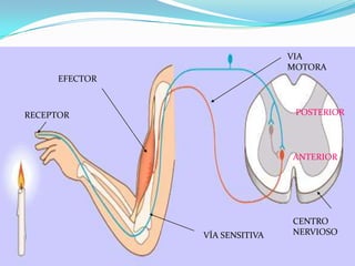 ARCO REFLEJOVIA MOTORAEFECTORPOSTERIORRECEPTORANTERIORCENTRO NERVIOSOVÍA SENSITIVA