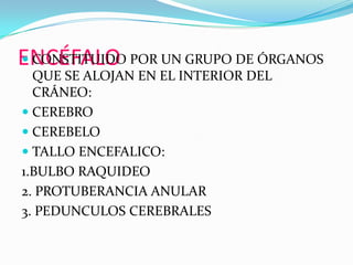 ENCÉFALOCONSTITUIDO POR UN GRUPO DE ÓRGANOS QUE SE ALOJAN EN EL INTERIOR DEL CRÁNEO:CEREBROCEREBELOTALLO ENCEFALICO:1.BULBO RAQUIDEO2. PROTUBERANCIA ANULAR3. PEDUNCULOS CEREBRALES