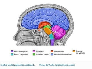 Cerebro medio( pedúnculos cerebrales) .          Puente de Varolio ( protuberancia anular).