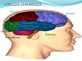 LOBULOS CEREBRALESPARIETALFRONTALOCCIPITALTEMPORAL