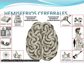 HEMISFERIOS CEREBRALES