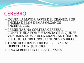 CEREBROOCUPA LA MAYOR PARTE DEL CRÁNEO, POR ENCIMA DE LOS DEMAS ÓRGANOS ENCEFALICOS.PRESENTA UNA CORTEZA CEREBRAL CONSTITUÍDA POR SUSTANCIA GRIS, QUE SE VE AUMENTADA POR LA GRAN CANTIDAD DE PLIEGUES O CIRCUNVOLUCIONES Y SURCOS.TIENE DOS HEMISFERIOS CEREBRALES: DERECHO E IZQUIERDO.PESA ALREDEDOR DE 1200 GRAMOS. 
