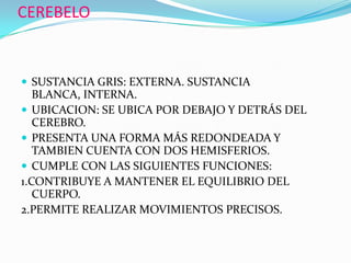 CEREBELOSUSTANCIA GRIS: EXTERNA. SUSTANCIA BLANCA, INTERNA.UBICACION: SE UBICA POR DEBAJO Y DETRÁS DEL CEREBRO.PRESENTA UNA FORMA MÁS REDONDEADA Y TAMBIEN CUENTA CON DOS HEMISFERIOS.CUMPLE CON LAS SIGUIENTES FUNCIONES:1.CONTRIBUYE A MANTENER EL EQUILIBRIO DEL CUERPO.2.PERMITE REALIZAR MOVIMIENTOS PRECISOS.