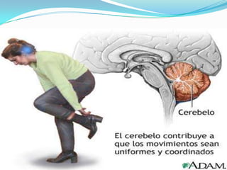 CEREBELO