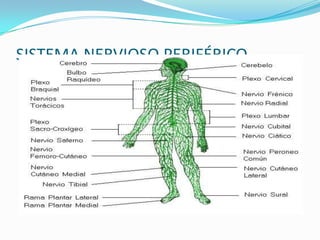 SISTEMA NERVIOSO PERIFÉRICO