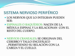 SISTEMA NERVIOSO PERIFÉRICOLOS NERVIOS QUE LO INTEGRAN PUEDEN SER:ESPINALES O RAQUÍDEOS: NACEN DE LA MÉDULA ESPINAL Y LA RELACIONAN  CON EL RESTO DEL CUERPO. NERVIOS CRANEALES: SE ORIGINAN DEL CEREBRO Y TALLO ENCEFÁLICO , PERMITIENDO SU RELACIÓN CON LA CABEZA Y EL CUELLO. 