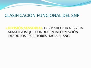 CLASIFICACION FUNCIONAL DEL SNP1.DIVISIÓN SENSORIAL: FORMADO POR NERVIOS SENSITIVOS QUE CONDUCEN INFORMACIÓN DESDE LOS RECEPTORES HACIA EL SNC.