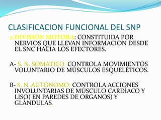 CLASIFICACION FUNCIONAL DEL SNP2.DIVISIÓN MOTORA: CONSTITUIDA POR NERVIOS QUE LLEVAN INFORMACION DESDE EL SNC HACIA LOS EFECTORES.A- S. N. SOMÁTICO: CONTROLA MOVIMIENTOS VOLUNTARIO DE MÚSCULOS ESQUELÉTICOS.B- S. N. AUTÓNOMO: CONTROLA ACCIONES INVOLUNTARIAS DE MÚSCULO CARDÍACO Y LISO( EN PAREDES DE ORGANOS) Y GLÁNDULAS.