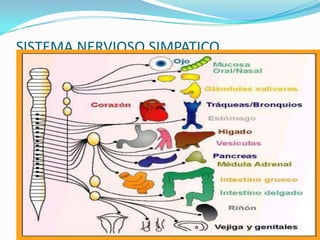 SISTEMA NERVIOSO SIMPATICOACELERA FUNCIONES , PREPARA AL ORGANISMO EN SITUACIONES DE ESTRÉS O NERVIOSISMO.