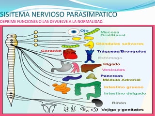 SISITEMA NERVIOSO PARASIMPATICODEPRIME FUNCIONES O LAS DEVUELVE A LA NORMALIDAD.