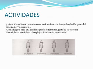 ACTIVIDADES9. A continuación se presentan cuatro situaciones en las que hay lesión grave del sistema nervioso central. Asocia luego a cada una con los siguientes términos. Justifica tu elección.Cuadriplejia- hemiplejia -Paraplejia- Paro cardio respiratorio