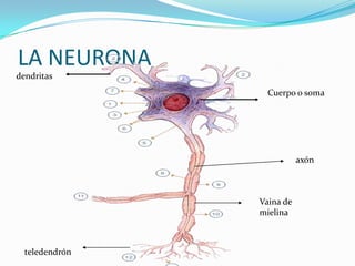 LA NEURONAdendritasCuerpo o somaaxónVaina de mielinateledendrón