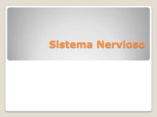 Sistema Nervioso,[object Object]