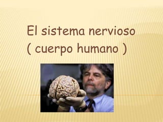 El sistema nervioso  ( cuerpo humano ) 