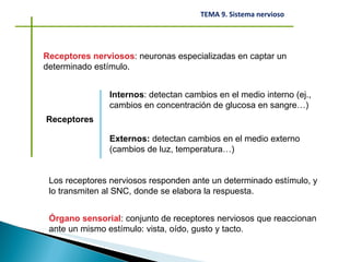 Receptores nerviosos : neuronas especializadas en captar un determinado estímulo. Receptores Internos : detectan cambios en el medio interno (ej., cambios en concentración de glucosa en sangre…) Externos:  detectan cambios en el medio externo (cambios de luz, temperatura…) Los receptores nerviosos responden ante un determinado estímulo, y lo transmiten al SNC, donde se elabora la respuesta. Órgano sensorial : conjunto de receptores nerviosos que reaccionan ante un mismo estímulo: vista, oído, gusto y tacto. 
