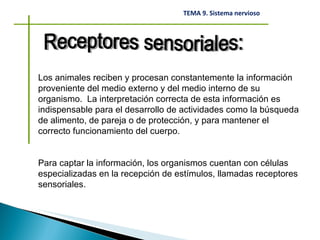 Los animales reciben y procesan constantemente la información proveniente del medio externo y del medio interno de su organismo.  La interpretación correcta de esta información es indispensable para el desarrollo de actividades como la búsqueda de alimento, de pareja o de protección, y para mantener el correcto funcionamiento del cuerpo.  Para captar la información, los organismos cuentan con células especializadas en la recepción de estímulos, llamadas receptores sensoriales. Receptores sensoriales: 