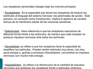Los receptores sensoriales trabajan bajo los mismos principios: Excitabilidad:   Es la capacidad que tienen los receptores de traducir los estímulos al lenguaje del sistema nervioso: los potenciales de acción.  Este proceso, es conocido como transducción, implica la apertura de canales iónicos de la membrana celular de las neuronas sensitivas. Selectividad:   Hace referencia a que los receptores reaccionan de diferente forma frente a los estímulos, de manera que cada receptor no produce impulsos nerviosos ante todos los estímulos. Sensibilidad:  se refiere a que los receptores tiene la capacidad de amplificar los estímulos.  Pueden recibir estímulos muy leves, con muy poca energía y, gracias a procesos intracelulares, convertirlos en impulsos nerviosos con mucha más energía. Adaptabilidad:   se refiere a la disminución de la cantidad de impulsos nerviosos que producen los receptores frente a estímulos continuos. 