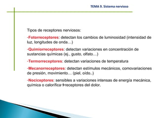Tipos de receptores nerviosos:  Fotorreceptores : detectan los cambios de luminosidad (intensidad de luz, longitudes de onda…) Quimiorreceptores : detectan variaciones en concentración de sustancias químicas (ej., gusto, olfato…) Termorreceptores : detectan variaciones de temperatura Mecanorreceptores : detectan estímulos mecánicos, comovariaciones de presión, movimiento… (piel, oído..) Nociceptores : sensibles a variaciones intensas de energía mecánica, química o calorífica  receptores del dolor. 