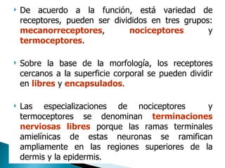 De acuerdo a la función, está variedad de receptores, pueden ser divididos en tres grupos:  mecanorreceptores ,  nociceptores  y  termoceptores .  Sobre la base de la morfología, los receptores cercanos a la superficie corporal se pueden dividir en  libres  y  encapsulados .  Las especializaciones de nociceptores  y termoceptores se denominan  terminaciones   nerviosas   libres  porque las ramas terminales amielínicas de estas neuronas se ramifican ampliamente en las regiones superiores de la dermis y la epidermis.  