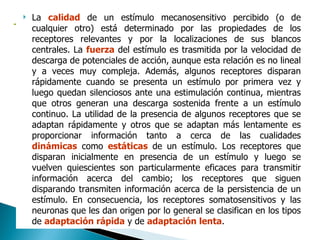 La  calidad  de un estímulo mecanosensitivo percibido (o de cualquier otro) está determinado por las propiedades de los receptores relevantes y por la localizaciones de sus blancos centrales. La  fuerza  del estímulo es trasmitida por la velocidad de descarga de potenciales de acción, aunque esta relación es no lineal y a veces muy compleja. Además, algunos receptores disparan rápidamente cuando se presenta un estímulo por primera vez y luego quedan silenciosos ante una estimulación continua, mientras que otros generan una descarga sostenida frente a un estímulo continuo. La utilidad de la presencia de algunos receptores que se adaptan rápidamente y otros que se adaptan más lentamente es proporcionar información tanto a cerca de las cualidades  dinámicas  como  estáticas  de un estímulo. Los receptores que disparan inicialmente en presencia de un estímulo y luego se vuelven quiescientes son particularmente eficaces para transmitir información acerca del cambio; los receptores que siguen disparando transmiten información acerca de la persistencia de un estímulo. En consecuencia, los receptores somatosensitivos y las neuronas que les dan origen por lo general se clasifican en los tipos de  adaptación rápida  y de  adaptación   lenta . 