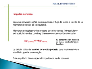 Impulso nervioso Impulso nervioso: señal electroquímica  flujo de iones a través de la membrana celular de la neurona. Membrana citoplasmática: separa dos soluciones (intracelular y extracelular) en las que hay diferente concentración de  sodio . Na + (exterior) >>> Na + (interior) La concentración de sodio es mayor en el exterior de la célula La célula utiliza la  bomba de sodio-potasio  para mantener este equilibrio, gastando energía. Este equilibrio tiene especial importancia en la neurona 