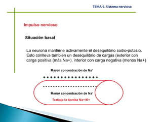 Impulso nervioso Situación basal La neurona mantiene activamente el desequilibrio sodio-potasio. Esto conlleva también un desequilibrio de cargas (exterior con carga positiva (más Na+), interior con carga negativa (menos Na+) Mayor concentración de Na + + + + + + + + + + + + + + + + + - - - - - - - - - - - - - - - - - - - - - - Menor concentración de Na + Trabaja la bomba Na+/K+ 
