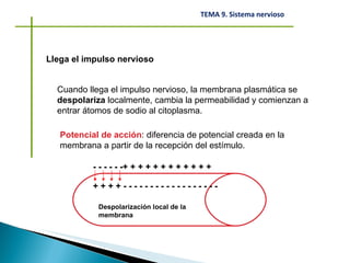 Llega el impulso nervioso Cuando llega el impulso nervioso, la membrana plasmática se  despolariza  localmente, cambia la permeabilidad y comienzan a entrar átomos de sodio al citoplasma. - - - - - -+ + + + + + + + + + + + + + + + - - - - - - - - - - - - - - - - - - Despolarización local de la membrana Potencial de acción : diferencia de potencial creada en la membrana a partir de la recepción del estímulo. 