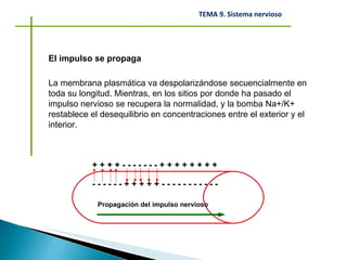 El impulso se propaga La membrana plasmática va despolarizándose secuencialmente en toda su longitud. Mientras, en los sitios por donde ha pasado el impulso nervioso se recupera la normalidad, y la bomba Na+/K+ restablece el desequilibrio en concentraciones entre el exterior y el interior. + + + + - - - - - - - + + + + + + + + - - - - - - + + + + + - - - - - - - - - - - Propagación del impulso nervioso 