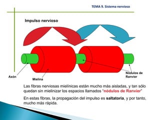 Las fibras nerviosas mielínicas están mucho más aisladas, y tan sólo quedan sin mielinizar los espacios llamados “ nódulos de Ranvier ” En estas fibras, la propagación del impulso es  saltatoria , y por tanto, mucho más rápida. Impulso nervioso Nódulos de Ranvier Axón Mielina 