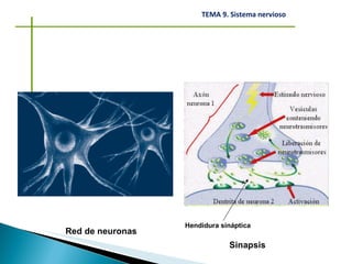 Red de neuronas Hendidura sináptica Sinapsis 