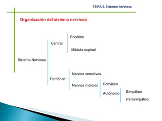 Organización del sistema nervioso Sistema Nervioso Central Encéfalo Médula espinal Periférico Nervios sensitivos Nervios motores Somático Autónomo Simpático Parasimpático 