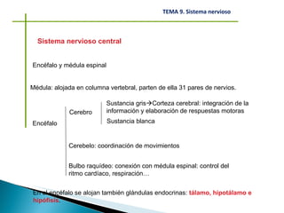 Sistema nervioso central Encéfalo y médula espinal Médula: alojada en columna vertebral, parten de ella 31 pares de nervios. Encéfalo Cerebro Sustancia gris  Corteza cerebral: integración de la información y elaboración de respuestas motoras Sustancia blanca Cerebelo: coordinación de movimientos Bulbo raquídeo: conexión con médula espinal: control del ritmo cardíaco, respiración… En el encéfalo se alojan también glándulas endocrinas:  tálamo, hipotálamo e hipófisis . 