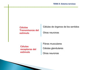Células receptoras del estímulo Fibras musculares Células glandulares Otras neuronas Células Transmisoras del estímulo Células de órganos de los sentidos Otras neuronas 
