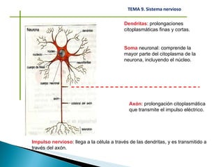 Soma  neuronal: comprende la mayor parte del citoplasma de la neurona, incluyendo el núcleo. Axón : prolongación citoplasmática que transmite el impulso eléctrico. Dendritas : prolongaciones citoplasmáticas finas y cortas. Impulso nervioso : llega a la célula a través de las dendritas, y es transmitido a través del axón. 